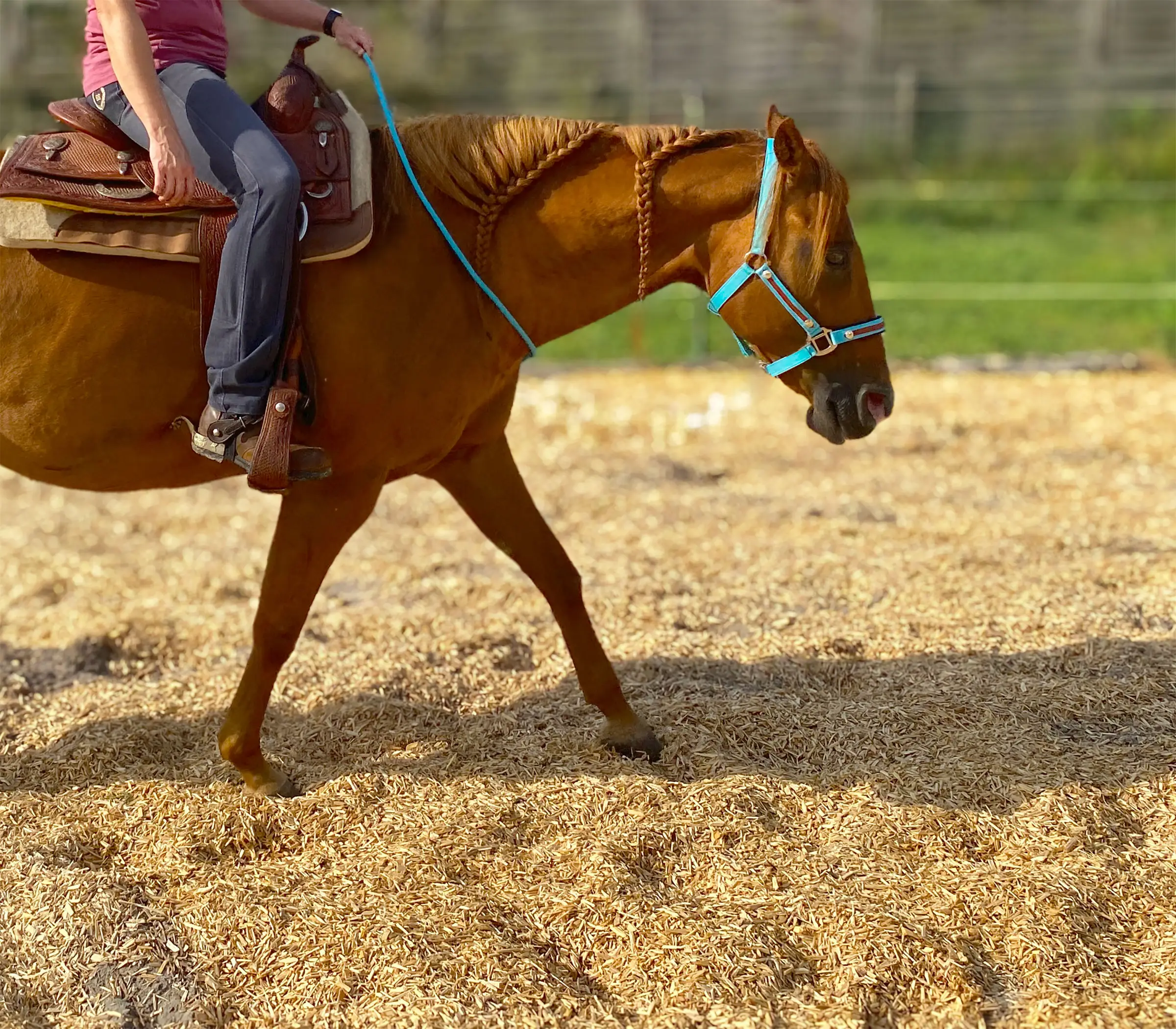 Gebissloses Reiten